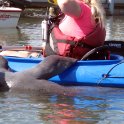 Manatee climbs up on our guide's kayak